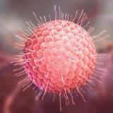 大多人體內恐存病毒？